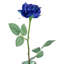 Rosiers en fleurs