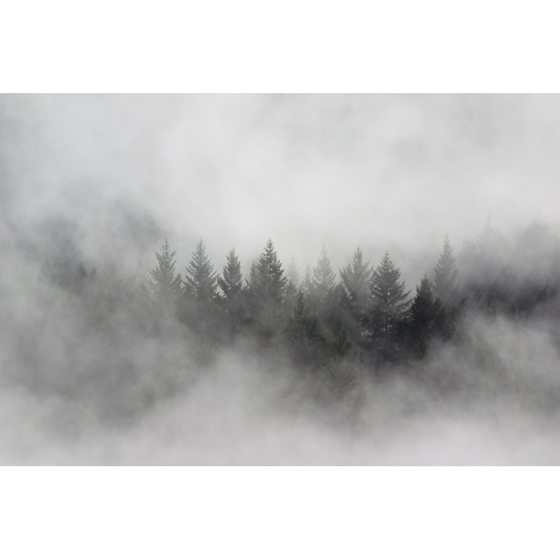 Litchford Litchford Pine Trees In Mist - Wrapped Canvas Print, 30cm H x 46cm W x 3.8cm D