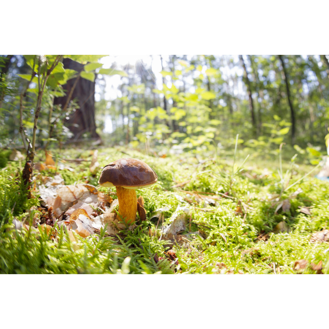 Kleiner essbarer Pilz allein im Wald