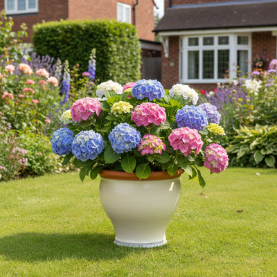 Bellied Planter  