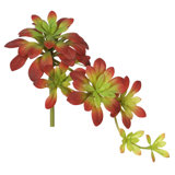 Atropurpureum Arrangement