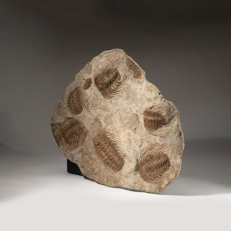 Selenopeltis Trilobite