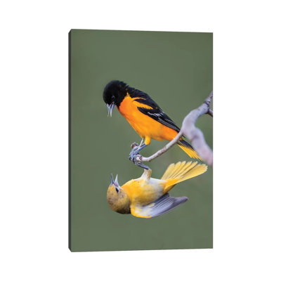 Baltimore Orioles by Larry Ditto - Wrapped Canvas Print