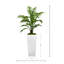 Ridgewood Faux Fern Tree in Fiberstone Planter