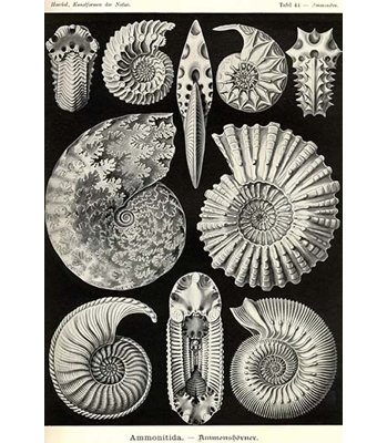 Ammonites by Ernst Haeckel - Graphic Art Print -  Buyenlarge, 0-587-64539-LC4466