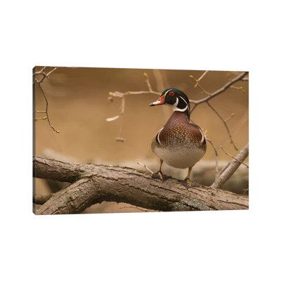 Wood Duck Male, Kensington Metropark, Milford, Michigan by Steve Gettle - Wrapped Canvas Print