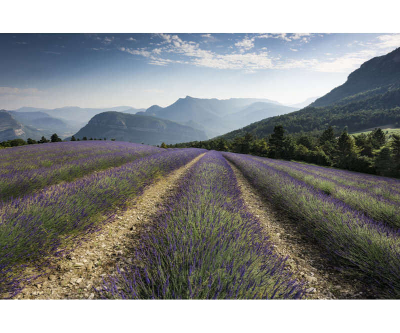 Wrapped Canvas Print, 50.8cm H x 76.2cm W