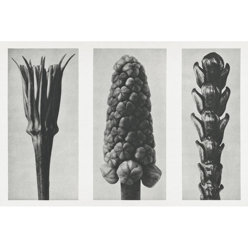 «Triptyque I de Berrada Blossfeldt» par Karl Blossfeldt, reproduction d'art sur toile tendue, H 20 po x l 30 po