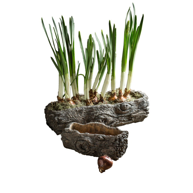 Pot à fleurs en ciment à calanque, H 3,38 po x l 9,25 po x P 5,5 po