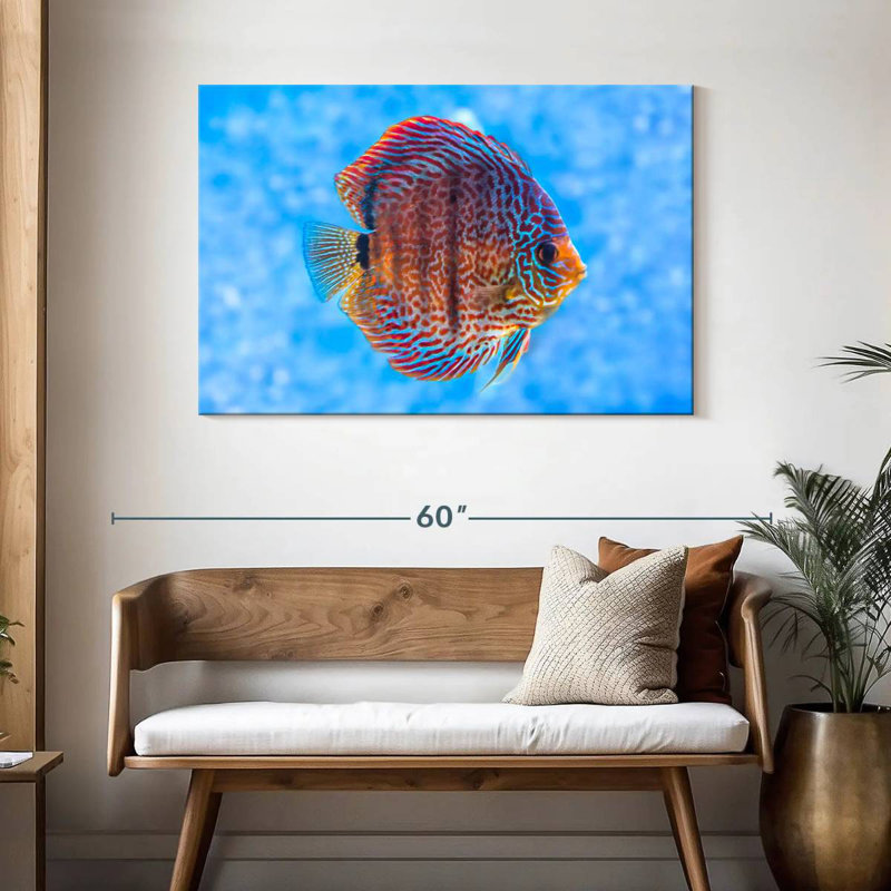 Brampt Freshwater Discus Fish, 30" H x 45" W
