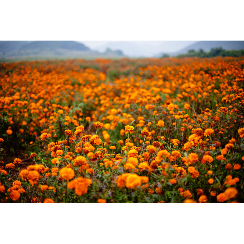 Marigold Field - Wrapped Canvas Print, 20cm H x 30cm W