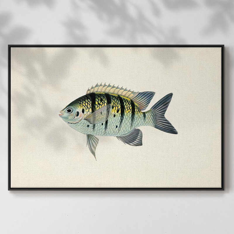 «Tropical Fish Collection VI», reproduction sur toile à cadre flottant, H 27 po x l 41 po x P 2 po, Noir