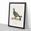 Black Grouse by Von Wright - Picture Frame Painting Print-55686186-55686188