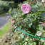 Aiedan Metal Weather Resistant Plant Support-143930480