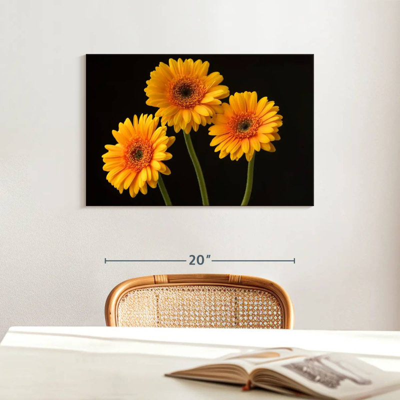 Trois marguerites Harnek sur fond sombre, H 16 po x l 24 po
