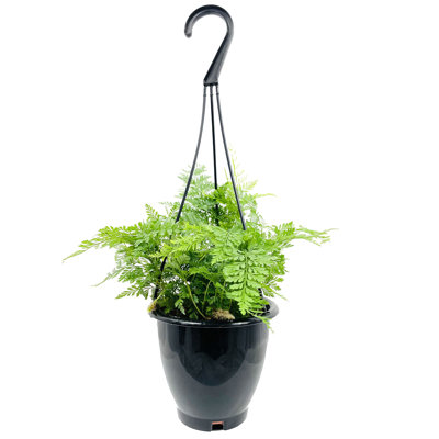 Rabbit's Foot Fern Hanging Basket - Live Plant in a 4 Inch Hanging Pot - Davallia Tyermani - Extremely Rare and Exotic Ferns from Florida