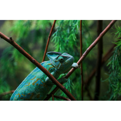Green Chameleon by Milan_Jovic - No Frame Art Prints on Canvas