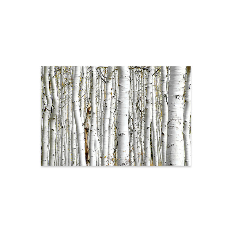 Bois de bouleau par PhotoINC Studio - photographie sans cadre, H 16 po x l 24 po x P 0,25 po