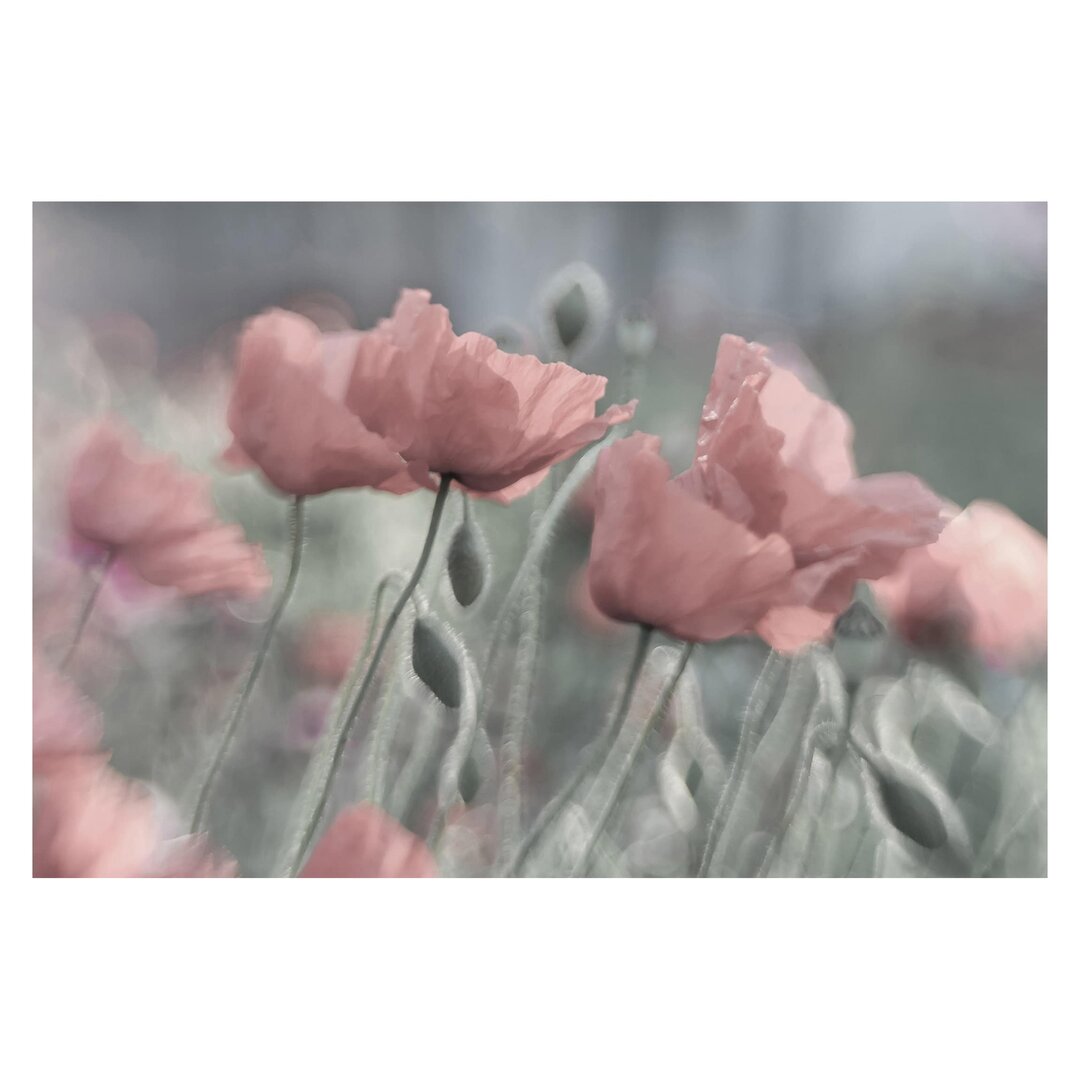 Matt Fototapete Malerische Mohnblumen 2,9 m x 432 cm