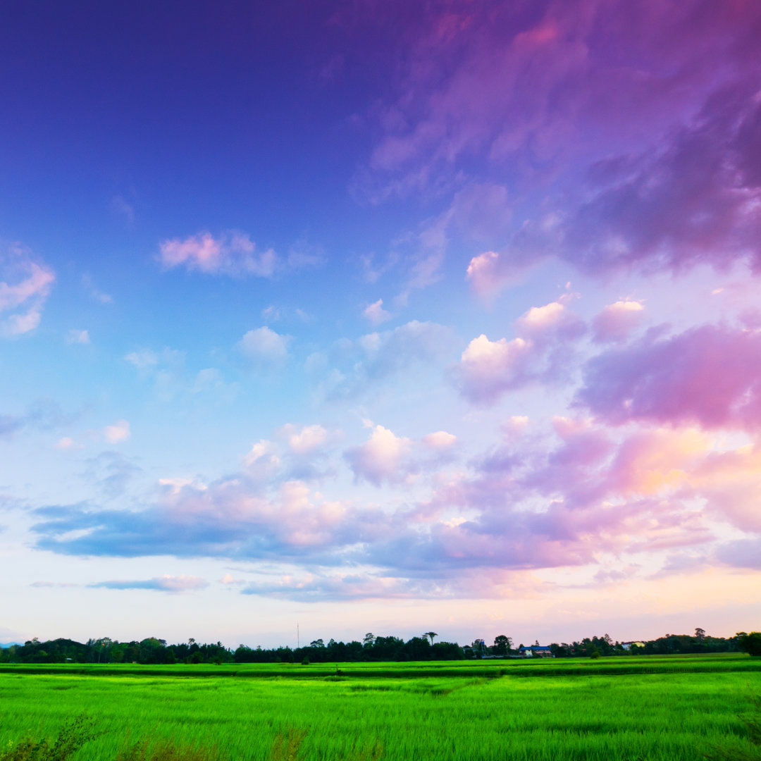 Grünes Reisfeld mit Abendhimmel - Leinwandbild