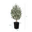 Adcock Faux Olive Tree with UV Protection, 2 Natural Tree Trunks, Large Decorative Potted Olive Tree-307165304-307165307