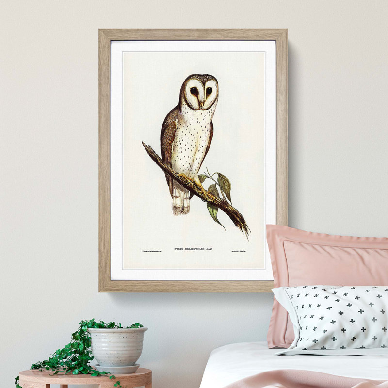 Delicate Owl by Elizabeth Gould - Picture Frame Painting Print, 65cm H x 48cm W x 2cm D, Oak Framed