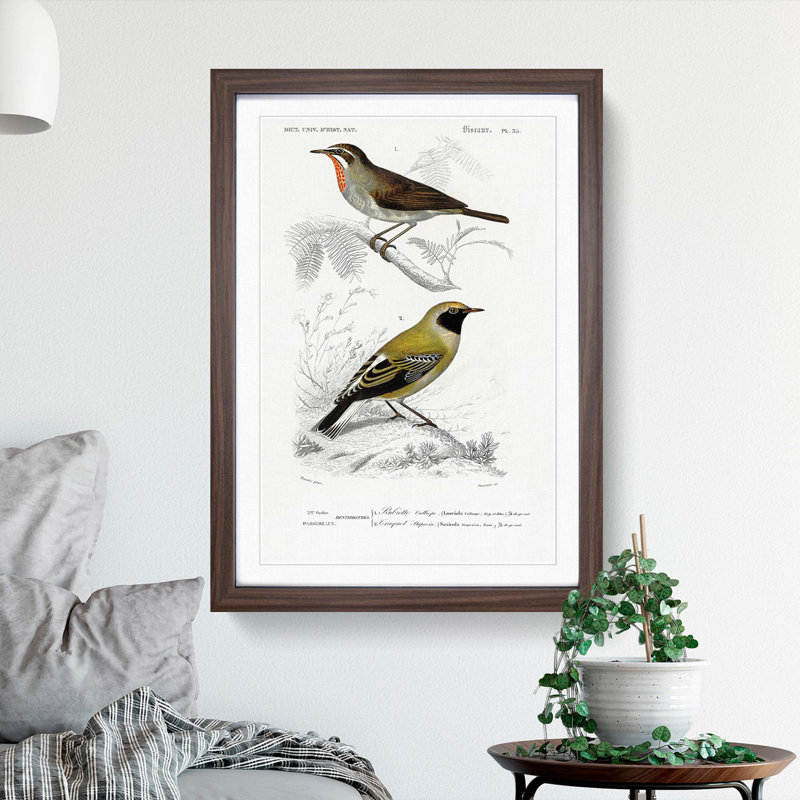 Bird Illustrations PL. 55 by Charles d Orbigny - Framed Print, Walnut Framed, 33cm H x 24cm W x 2cm D