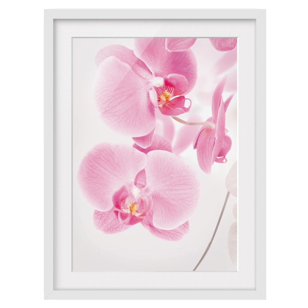 Gerahmtes Poster Delicate Orchids