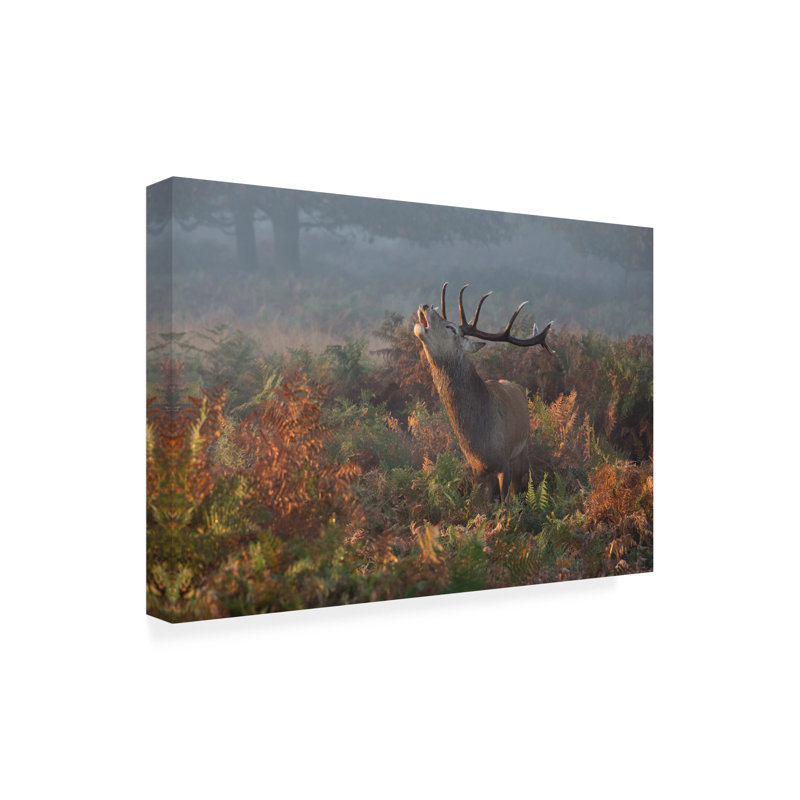Art sur toile cerf bolognais Prashant Meswani, H 12 po x l 19 po