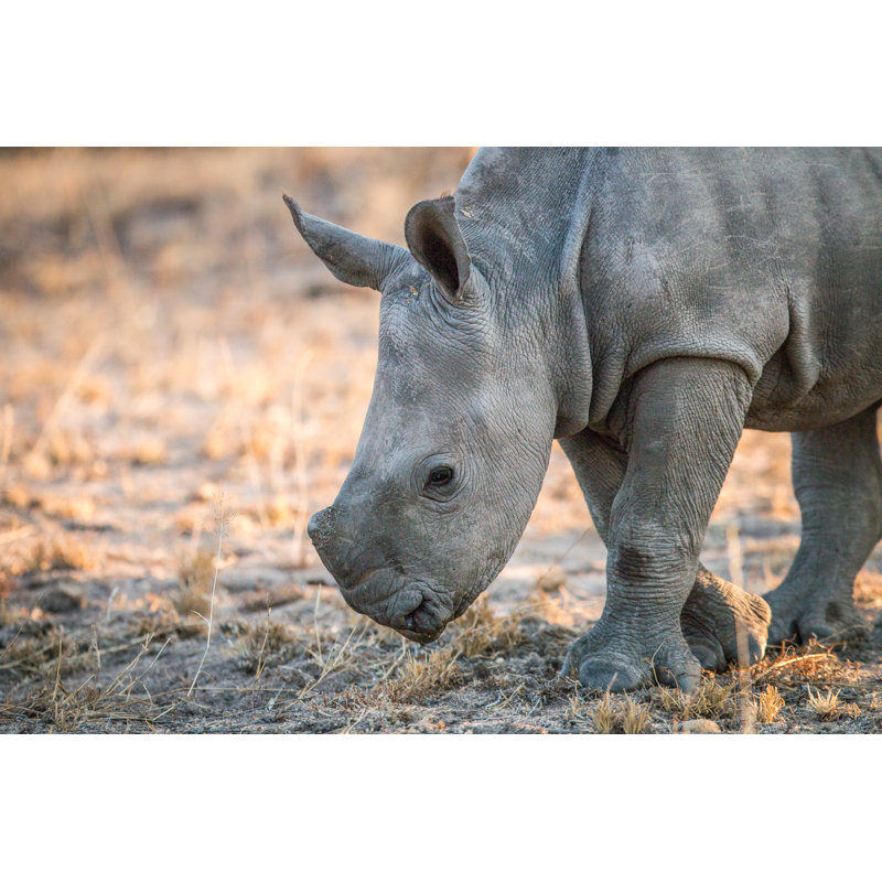 White Rhino by Simoneemanphotography - Wrapped Canvas Print, 30cm H x 46cm W 