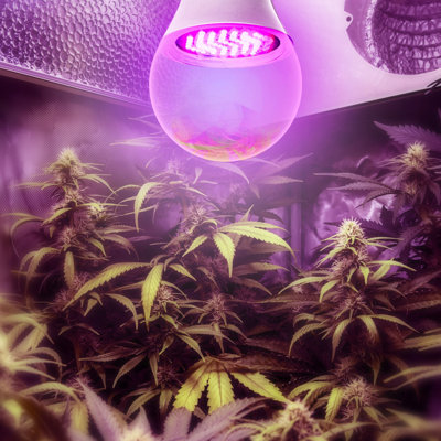 Ampoule à DEL à spectre complet pour plantes d'intérieur, jardins et tentes de culture - chanvre et marihuana