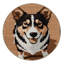  Tapis lavable coréen Jindo Dogs-368433752