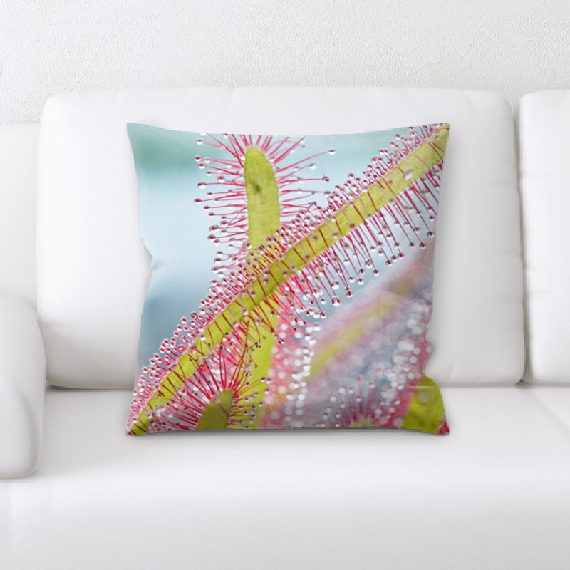 Coussin drosera capensis