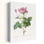 Rosa Gallica, granules, rétro, rétro, art floral paysage rétro-2059867298