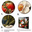 Peinture renaissance d'un fruit à la fraise III - fruits, art mural-1152376308