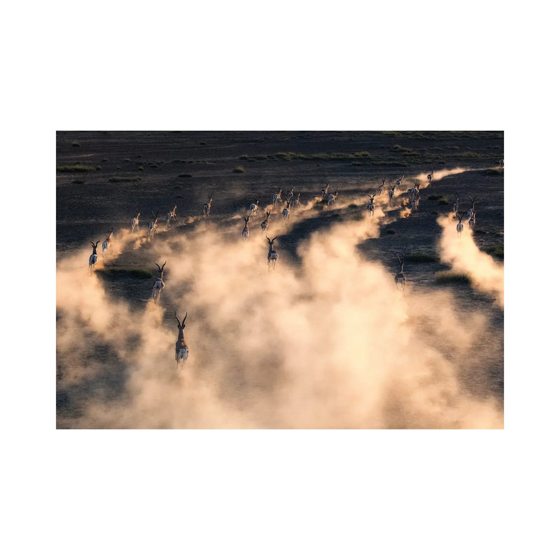 Thomson Gazelle In Sunset by Henry Zhao - Wrapped Canvas Print, 66.04 cm H x 45.72 cm W