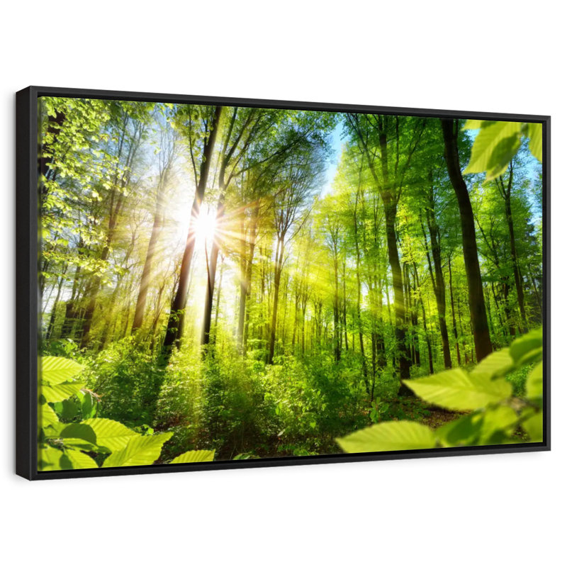 Forêt ensoleillée, Cadre flottant noir, 31 po x 21 po