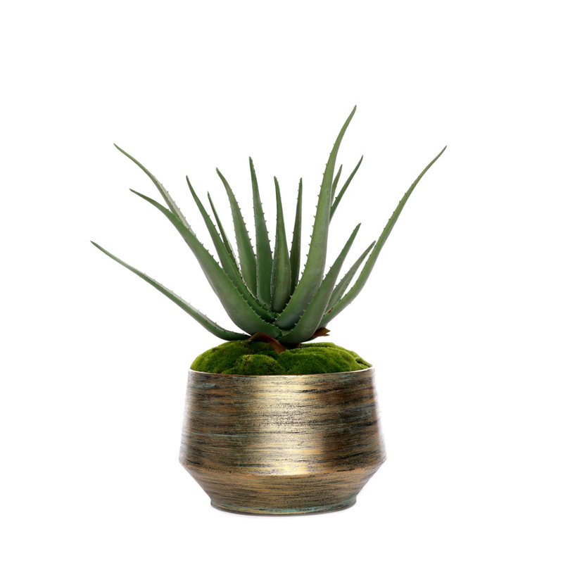 1 Plant