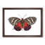 Icarus Moth by George Shaw - Framed Print-55579154-55579157