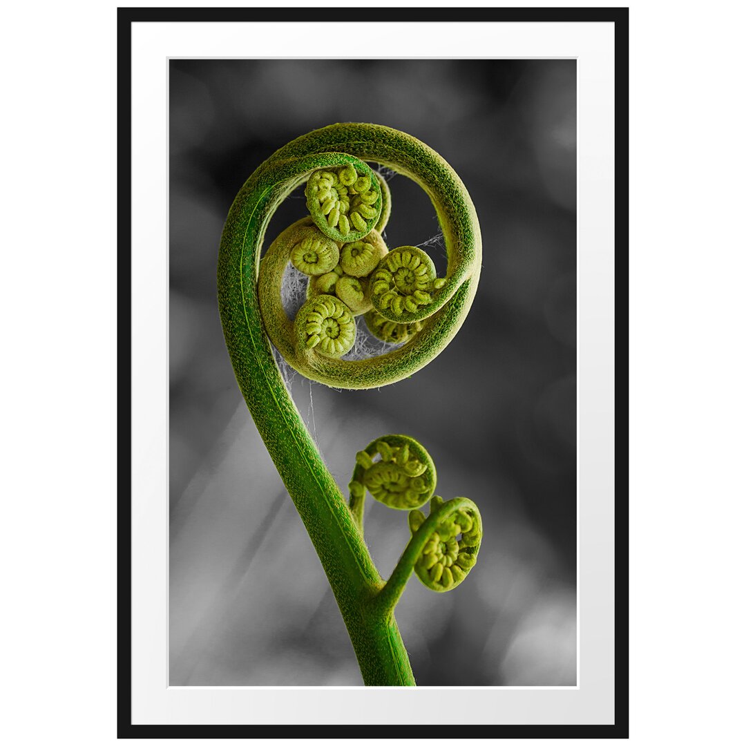 Gerahmtes Poster Blatt von einer Farne im Wald