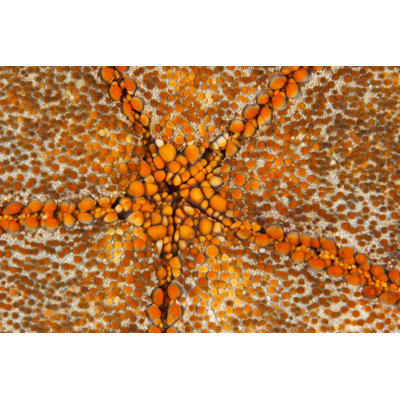 Orange Star N. Sulawesi, Indonesia by Beverly Factor - Print on Canvas