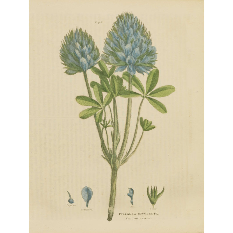 «Herbal Botanical XV» par Wild Apple Portfolio - impression sur toile tendue, H 16 po x l 12 po