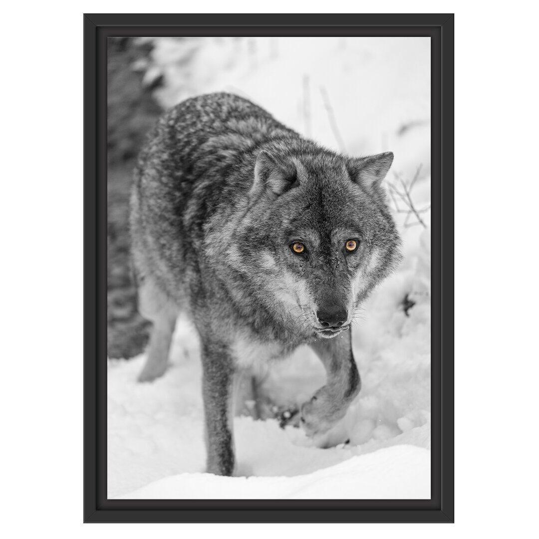 Stalking Wolf Gerahmter Fotokunstdruck