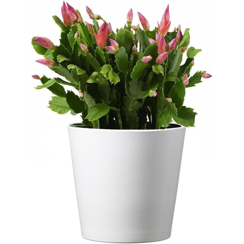 American Plant Exchange Christmas Cactus - Thumbnail 3