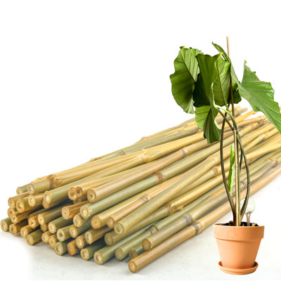 50Pcs 2Ft Bamboo Plant Stakes