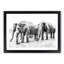 Elephants in Sri Lanka - Framed Print-55539624-55539627