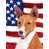Basenji blond / blanc