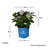 1 Gallon The Original Endless Summer Hydrangea - Reblooming Decidious Shrub with Pink or Blue Flowers