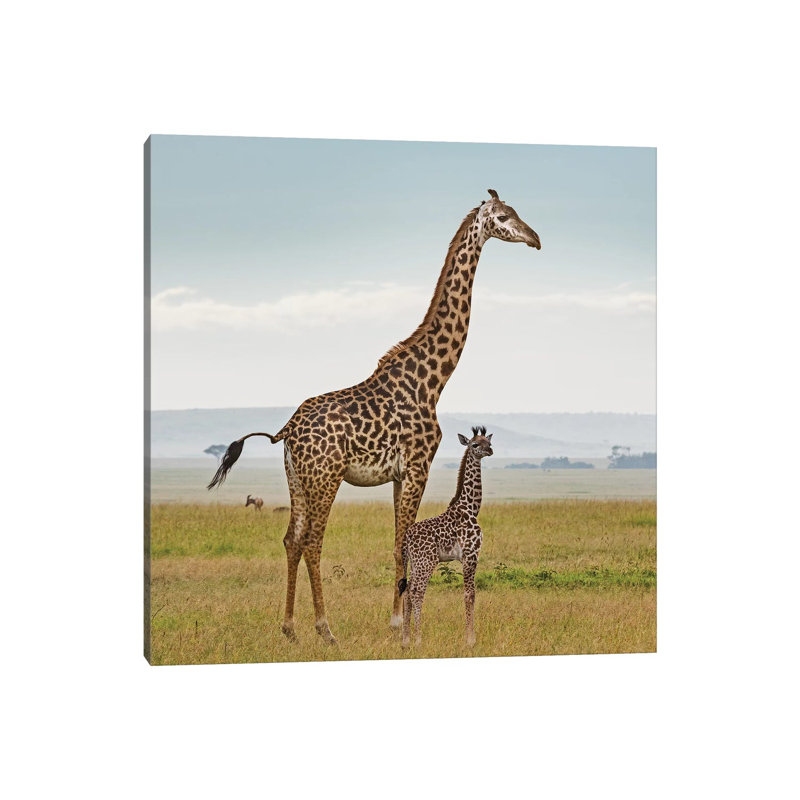 Colour Giraffe & Calf by Klaus Tiedge - Print on Canvas, 66.04 cm H x 66.04 cm W x 1.91 cm D, Wrapped Canvas