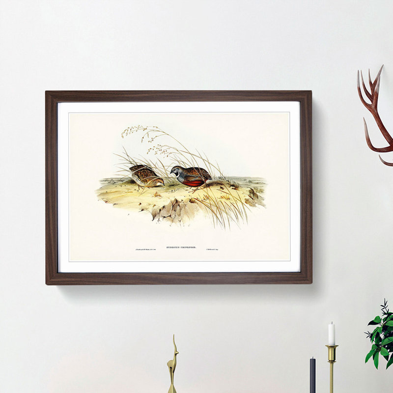 Chinese Quail by Elizabeth Gould - Picture Frame Painting Print, 36cm H x 48cm W x 2cm D, Walnut Framed